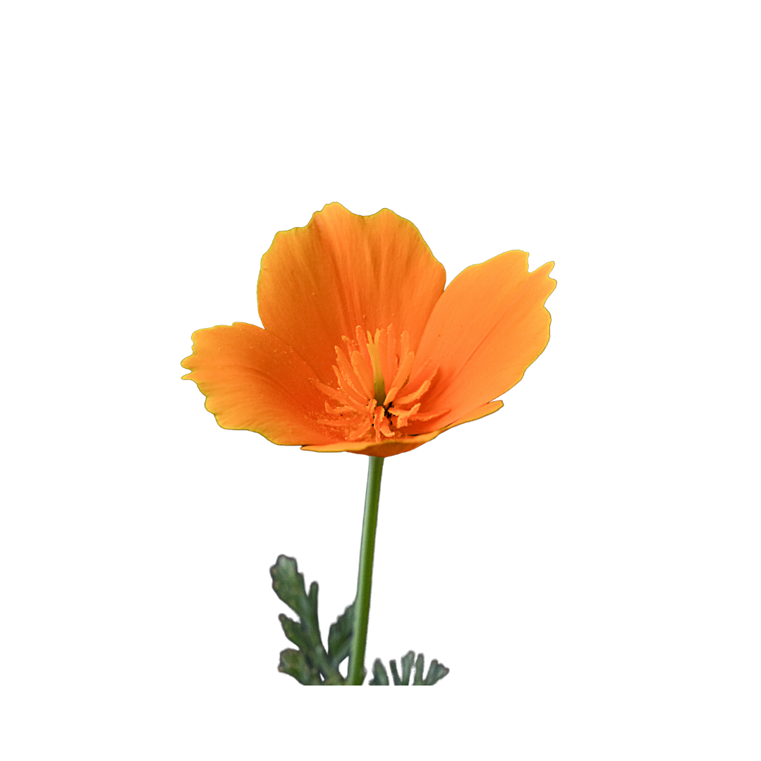 Amapola de California PARA DORMIR NATURAL
