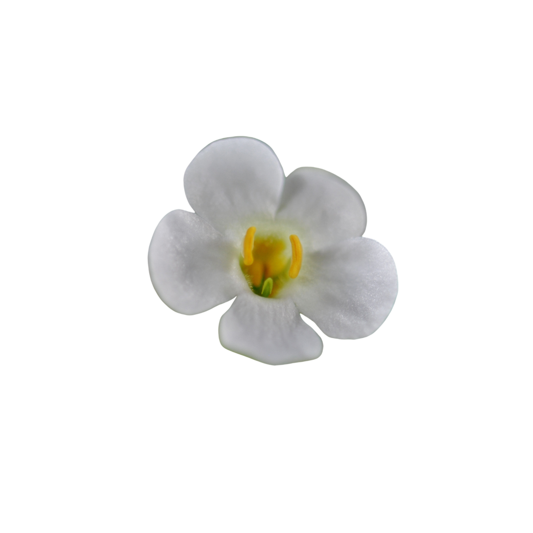 BACOPA DE ALCHEMLIFE PROPIEDADES